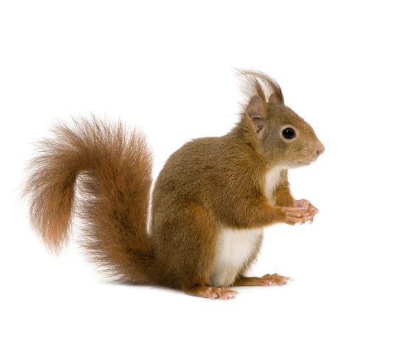Eurázsiai vörös mókus - Sciurus vulgaris (2 év) — Stock Fotó