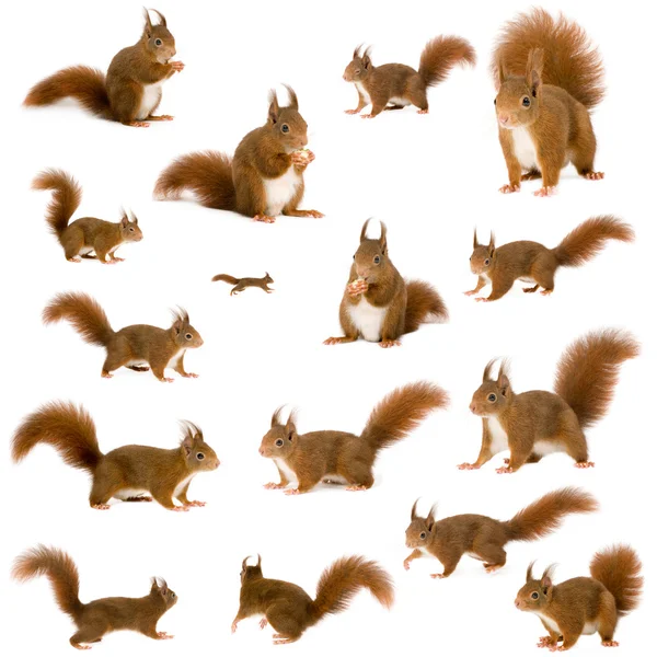 Euraziatische rode eekhoorn - Sciurus vulgaris (2 jaar) voor een witte achtergrond — Stockfoto