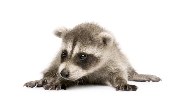 Raccoon Baby (6 týdnů) - Procyon lotor — Stock fotografie