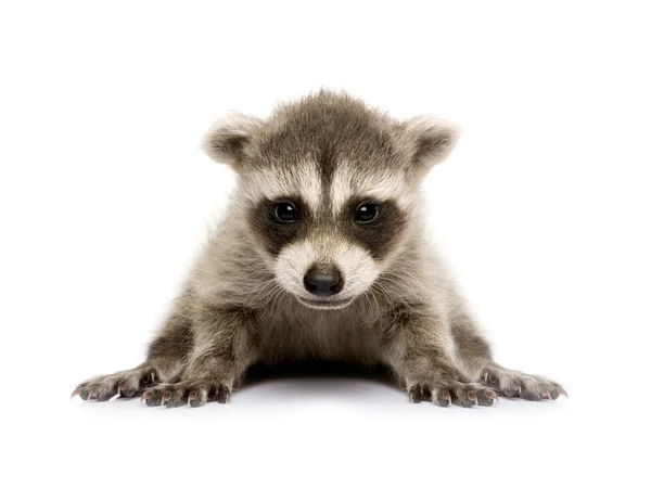 Baby raccoon (6 weeks) - Procyon lotor — Stock Photo, Image