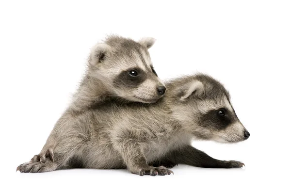 Baby raccoon (6 weeks) - Procyon lotor — Stock Photo, Image