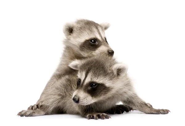 Stock image Baby raccoon (6 weeks) - Procyon lotor