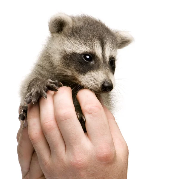 Raccoon Baby (6 týdnů) - Procyon lotor — Stock fotografie