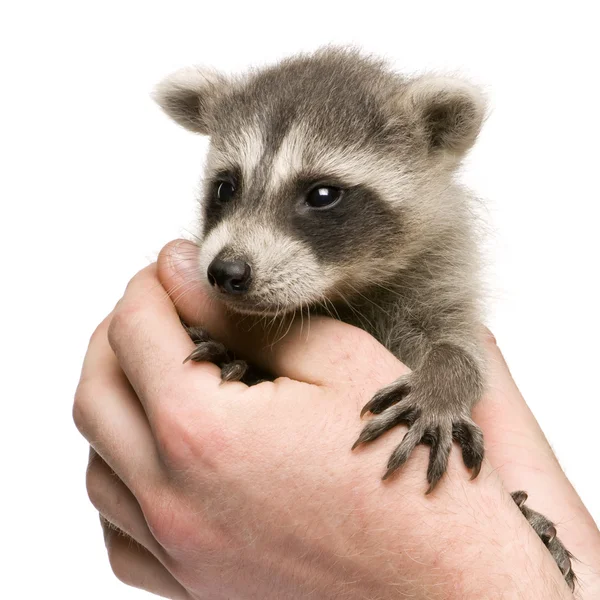 Raccoon Baby (6 tygodni) - Procyon lotor — Zdjęcie stockowe