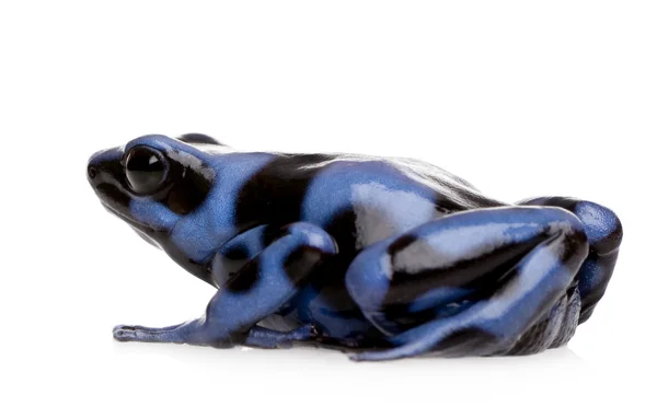 Niebieski i czarny Zatruta żaba - dendrobates auratus — Zdjęcie stockowe