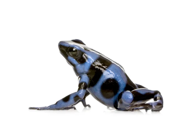 Blauer und schwarzer Pfeilgiftfrosch - dendrobates auratus — Stockfoto