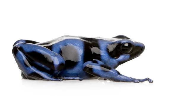Blauwe en zwarte pijlgifkikkers kikker - dendrobates auratus — Stockfoto