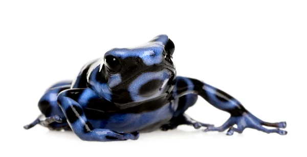 Μπλε και μαύρο βέλος δηλητήριο βάτραχος - dendrobates auratus — Φωτογραφία Αρχείου