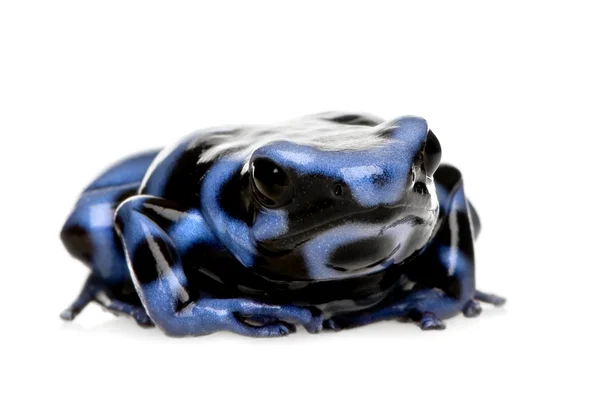 Kék és fekete méreg dárda béka - [Dendrobates auratus — Stock Fotó