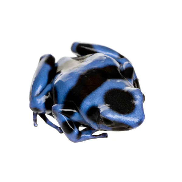 Blue and Black Poison Dart Frog - Dendrobates auratus — Stock Photo, Image