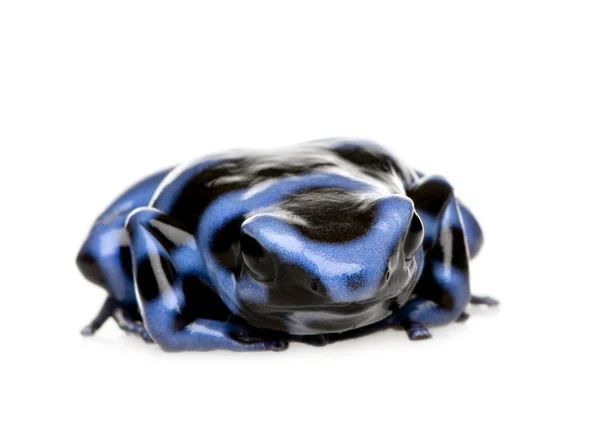 蓝色和黑色的箭毒蛙-dendrobates 鲫鱼 — 图库照片