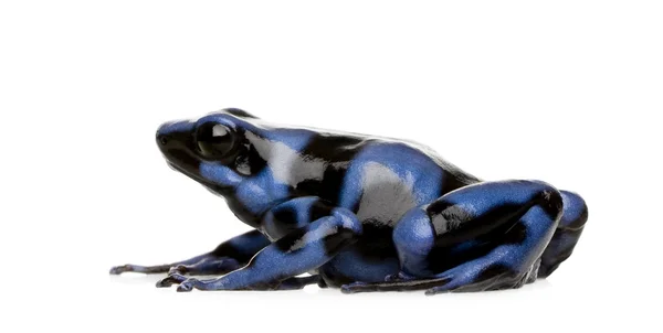 青と黒の毒矢カエル - ヤドクガエル属フナ — ストック写真