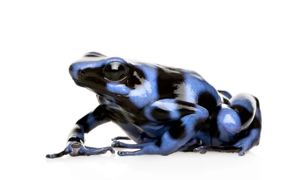 Blauwe en zwarte pijlgifkikkers kikker - dendrobates auratus — Stockfoto