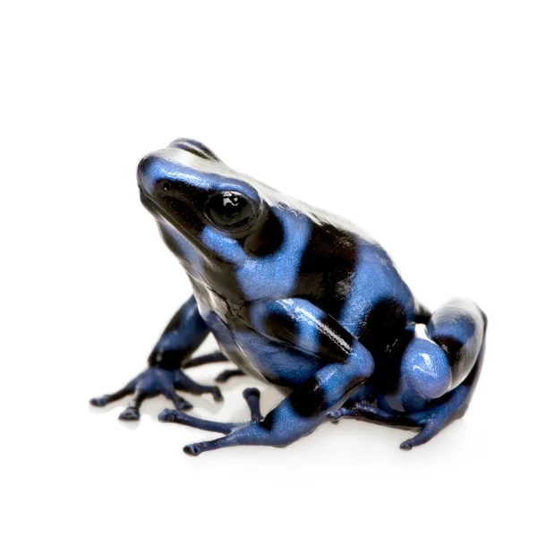 Blue and Black Poison Dart Frog - Dendrobates auratus — Stock Photo, Image