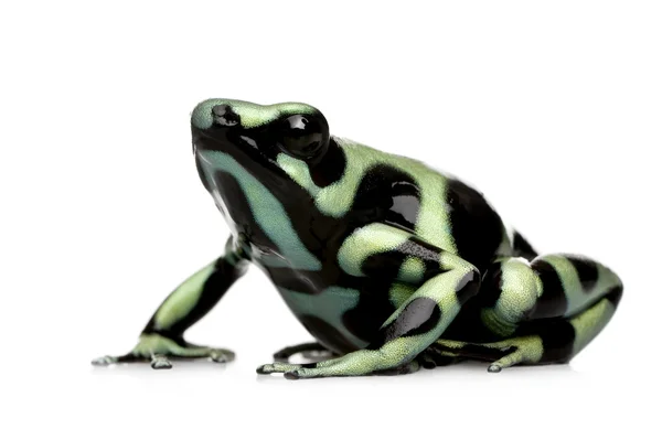 緑と黒の毒矢カエル - ヤドクガエル属フナ — ストック写真
