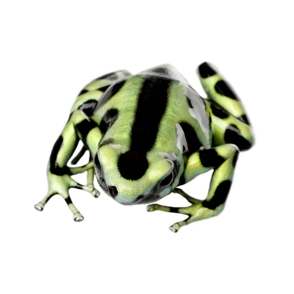 Зелений і чорний отрута дартс жаба - Dendrobates auratus — стокове фото