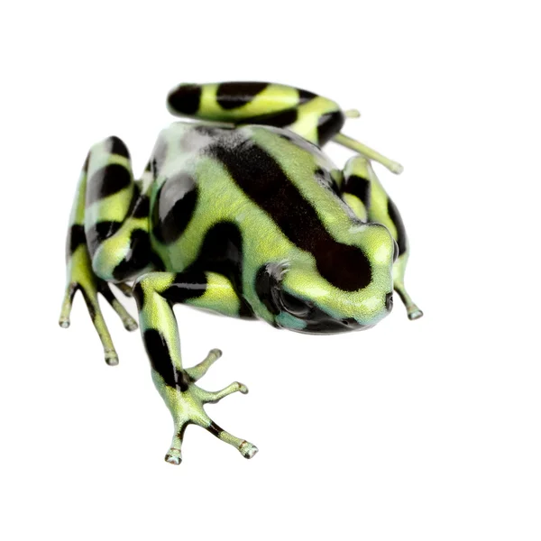 Zielone i czarne Zatruta żaba - dendrobates auratus — Zdjęcie stockowe