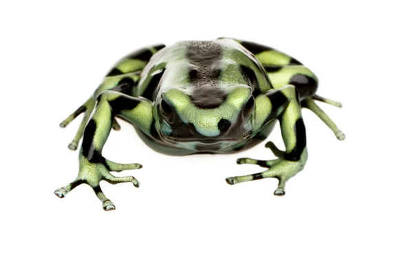 Πράσινο και μαύρο βέλος δηλητήριο βάτραχος - dendrobates auratus — Φωτογραφία Αρχείου