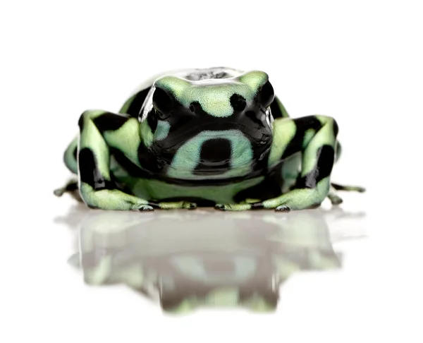 绿色和黑色的箭毒蛙-dendrobates 鲫鱼 — 图库照片