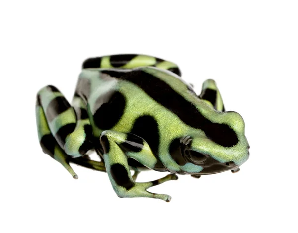 绿色和黑色的箭毒蛙-dendrobates 鲫鱼 — 图库照片