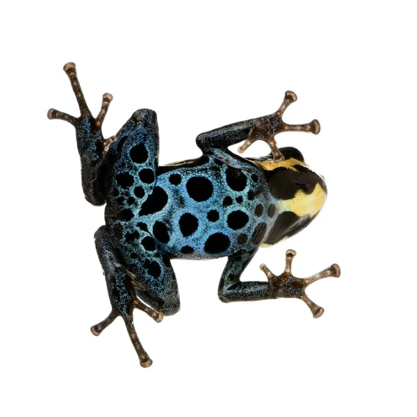Zatruta żaba - ranitomeya Królewska lub dendrobates amazonicu — Zdjęcie stockowe