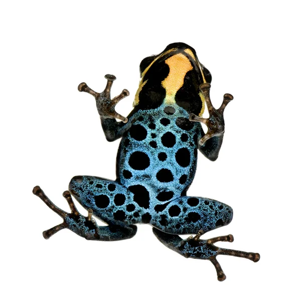 독 다트 개구리-ranitomeya amazonica 또는 Dendrobates amazonicu — 스톡 사진