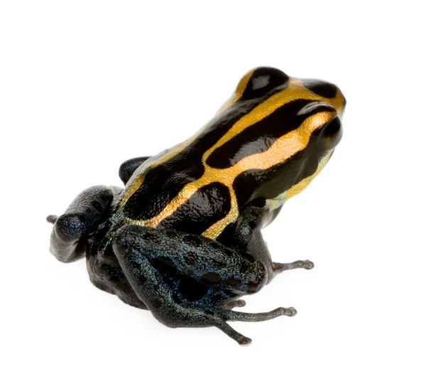 Zehirli ok kurbağası - ranitomeya amazonica veya dendrobates amazonicu — Stok fotoğraf