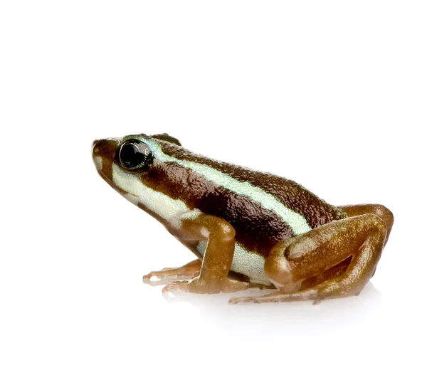 Phantasmal 독 개구리-Epipedobates 삼 색 — 스톡 사진