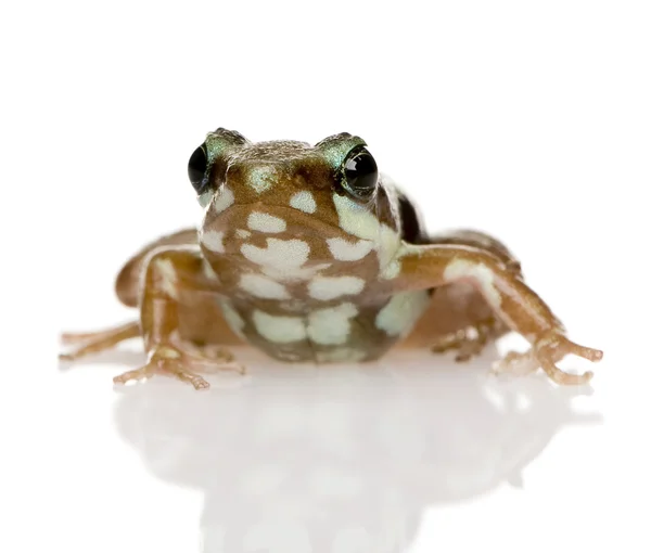 Фантазматическая ядовитая лягушка - Epipedobates tricolor — стоковое фото