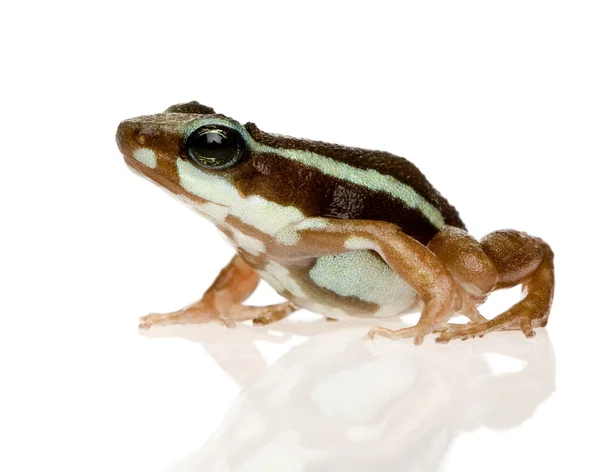 Фантасмальська отруйна жаба - Епіпедобати триколор — стокове фото