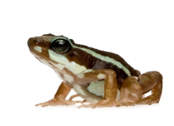 Фантасмальська отруйна жаба - Епіпедобати триколор — стокове фото