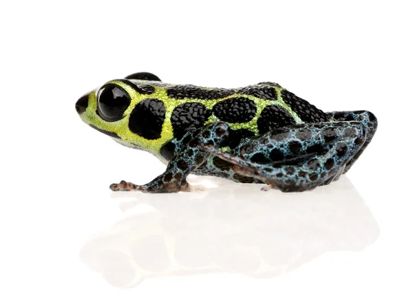 Zehirli kurbağa - ranitomeya kopyacı taklit — Stok fotoğraf
