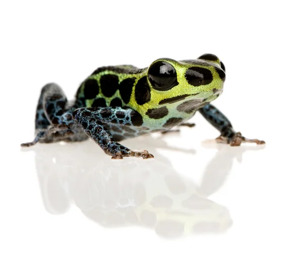 Імітація отруйної жаби - імітатор Ранітомеї — стокове фото