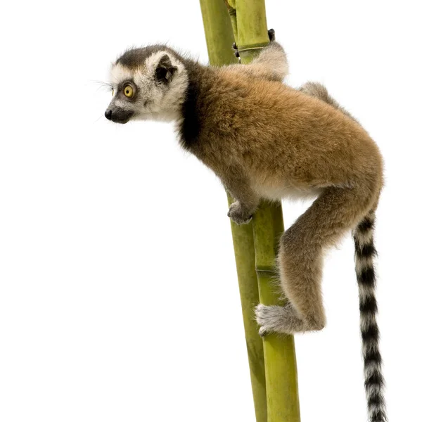 Ring-Tailed Lemur (6 hafta) - Lemur catta — Stok fotoğraf