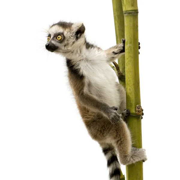고리 여우 원숭이 (6 주)-여우 원숭이 catta — 스톡 사진