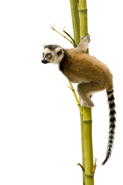 Lemur-de-cauda-anelada (6 semanas) - Lemur catta — Fotografia de Stock