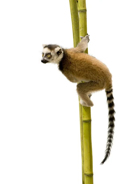 Sormushäntämaki (6 viikkoa) - Lemur catta — kuvapankkivalokuva