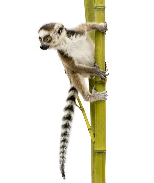 Ogoniasty Lemur (6 tygodni) - Lemur catta — Zdjęcie stockowe