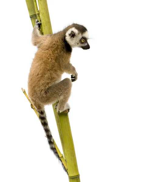 Limone dalla coda ad anello (6 settimane) - Lemur catta — Foto Stock