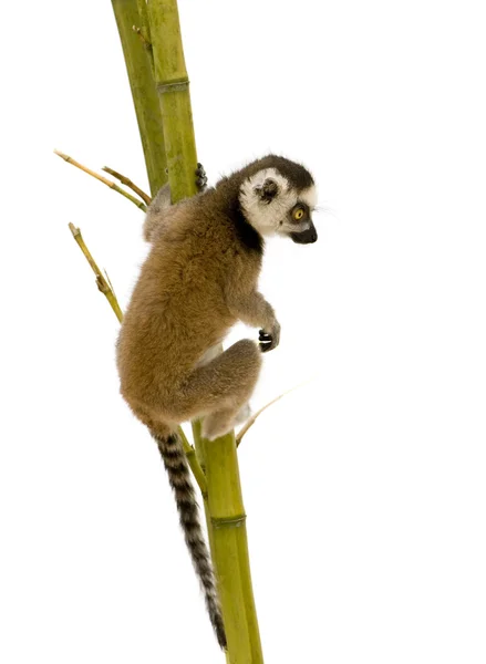 Ring-tailed Lemur (6 weeks) - Lemur catta — Stock Photo, Image