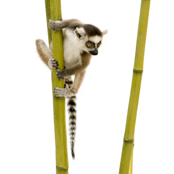 Lemur-de-cauda-anelada (6 semanas) - Lemur catta — Fotografia de Stock