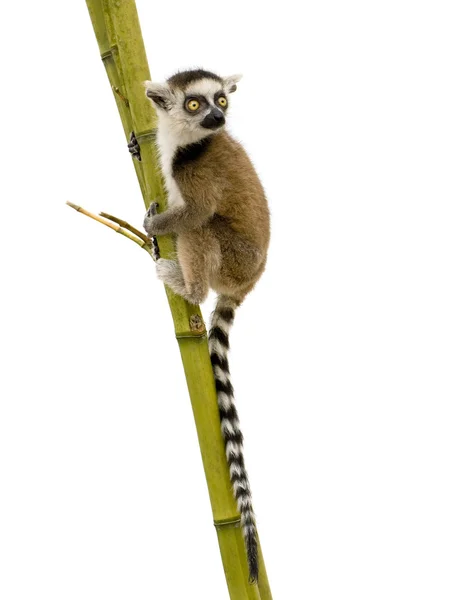 Ring-tailed Lemur (6 veckor) - Lemur catter — Stockfoto