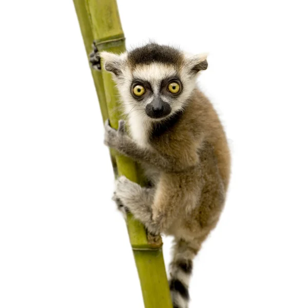 Ring-tailed Lemur (6 veckor) - Lemur catter — Stockfoto
