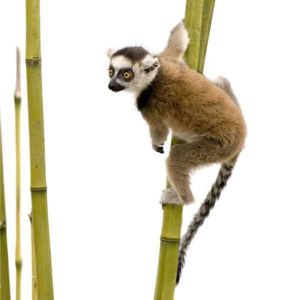 Gyűrűsfarkú maki (6 hét) - Lemur catta — Stock Fotó