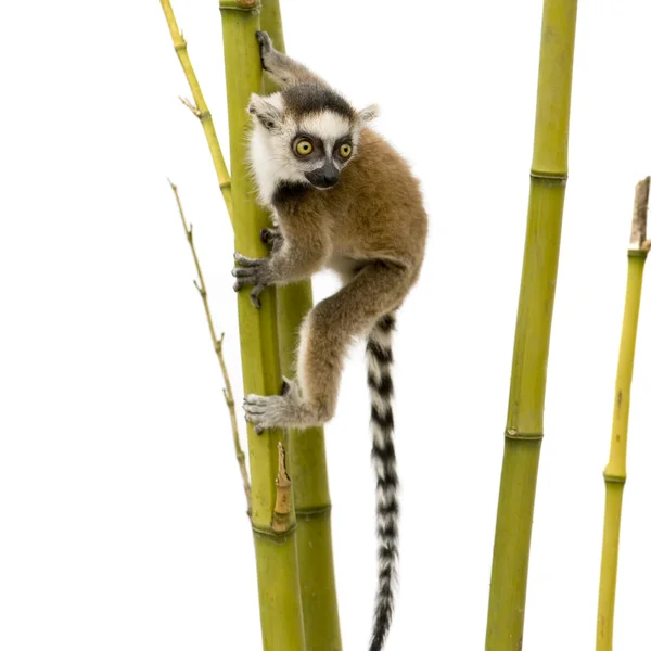Ringstaartmaki (6 weken) - Lemur catta — Stockfoto