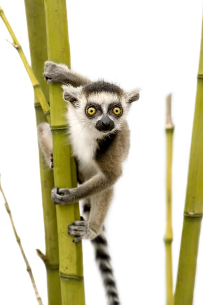 Ogoniasty Lemur (6 tygodni) - Lemur catta — Zdjęcie stockowe