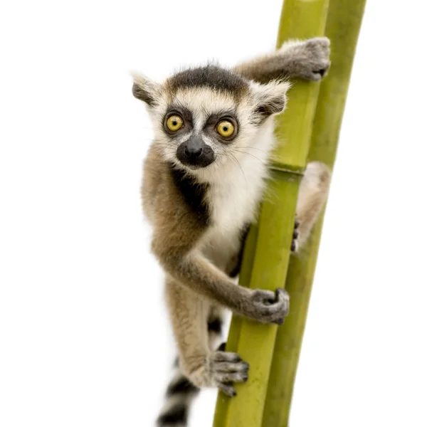 Lémur de cola anillada (6 semanas) - Lemur catta —  Fotos de Stock