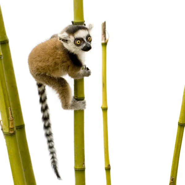 Ringschwanzmaki (6 Wochen) - Lemurenkatze — Stockfoto