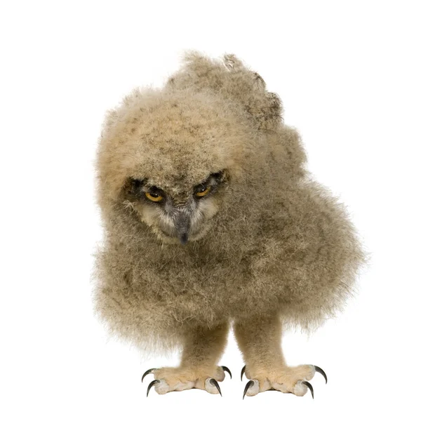 Euraziatische oehoe - Bubo bubo (6 weken) — Stockfoto
