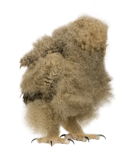 Coruja de águia Eurasiática - Bubo bubo (6 semanas ) — Fotografia de Stock